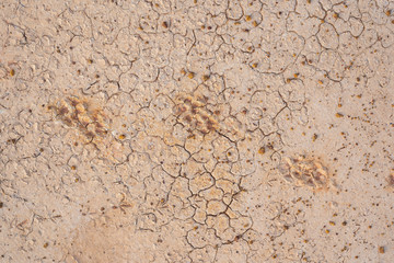 Drought