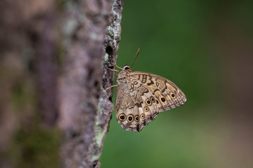 サトキマダラヒカゲ