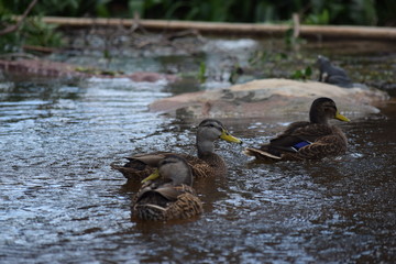 ducks