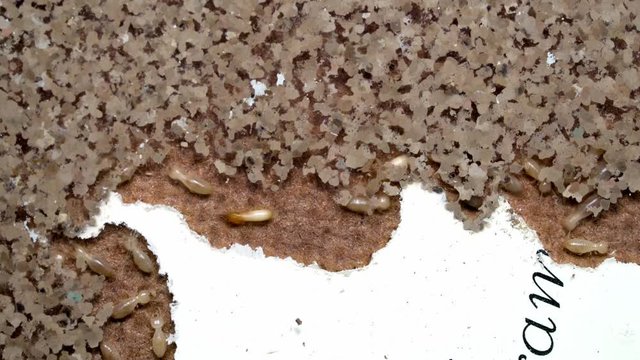 Termites are eating wood