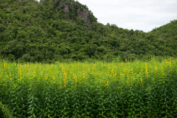 Yellow sun hemp or crotalaria juncea or pummelo flower with blue sky and white clouds in the farm.