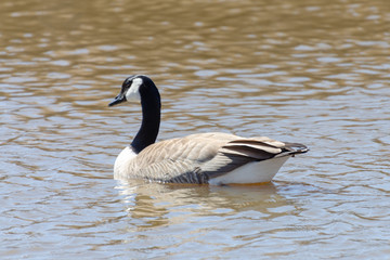 Canada Geese by Sturgeon Creek in Winnipeg, Manitoba