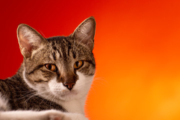 Obraz premium Retrato de gato