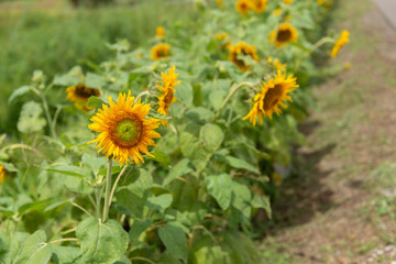 Sunflower in a field of sunflowers under a blue sky.
