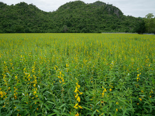 Yellow sun hemp or crotalaria juncea or pummelo flower with blue sky and white clouds in the farm.