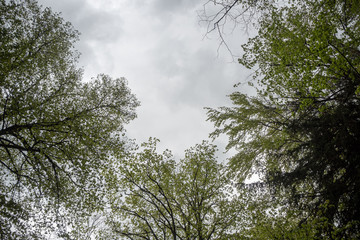 The green trees top in forest on cloudy sky background, copy space, wallpaper
