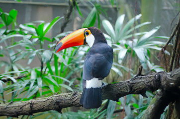 Toucan