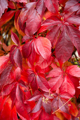 red wild wine leaves