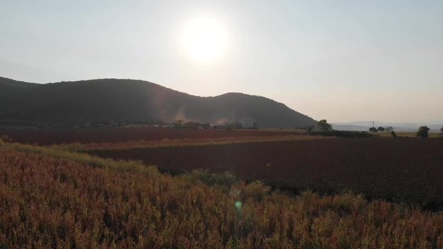 Campo de siembra