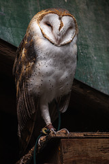 large barn owl perched on an old building