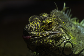 Obraz premium close up bright green iguana looking at the camera
