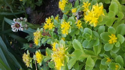 sedum garden