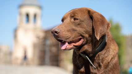 Dog. Summer day. Georgia country