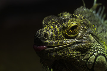 close up bright green iguana looking at the camera