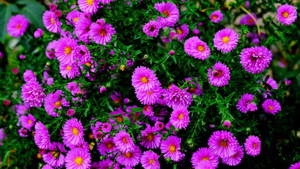 Fototapeta premium Flowering shrub in a city park