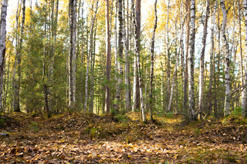 walk through the woods. Pleasant autumn weather. The sun's rays play in the branches of trees. Mysterious spruce forest