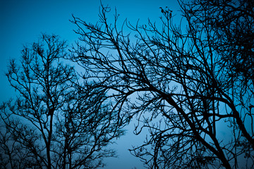 Halloween dead tree branches and night moonlight background.