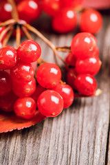 Bunch of viburnum ripe berries on the rustic wooden background. Selective focus. Shallow depth of field.