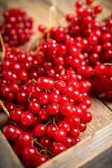 Bunch of viburnum ripe berries on the rustic wooden background. Selective focus. Shallow depth of field.