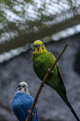 various colorful budgies perched around a room