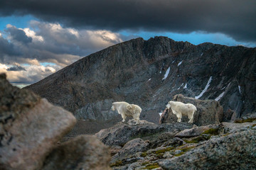 Goats in mountains