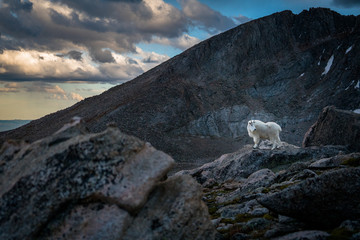 mountain goat