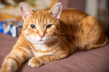 red cat on the couch