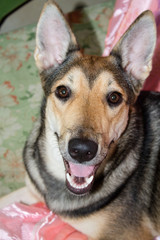 A dog with brown eyes, breedless is lying on the sofa and looking at the camera. Big dog with tongue sticking out.