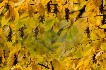 Beautiful yellowing leaves of the trees during fall season