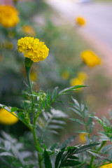 Marigold (scientific name: Tagetes erecta L.) is a large flower species. Beautiful yellow flowers.