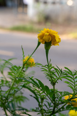 Marigold (scientific name: Tagetes erecta L.) is a large flower species. Beautiful yellow flowers.