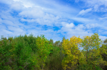 Blue cloudy sky with the tops of autumn trees. Autumn landscape.