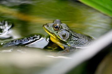 Frog