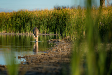 deer in lake