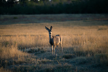 impala in savannah