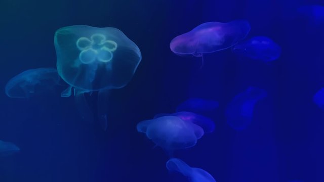 Jellyfish swims in the aquarium pool. Transparent jellyfish move underwater. Sea life background. Aurelia eared.