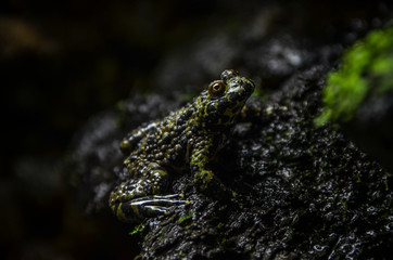 Green Frog