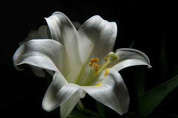 white lily