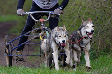 Chien de traîneau en course