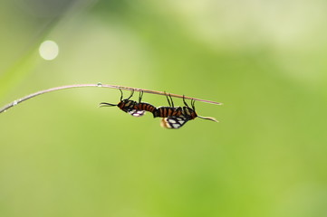 Butterfly matting
