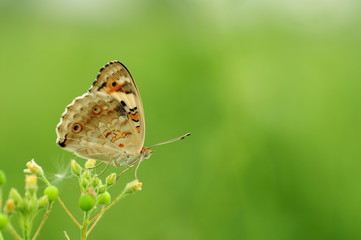 Yellow Butterfly