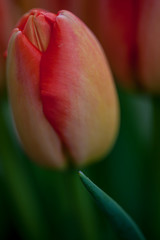 Fototapeta premium details of a tulip blooming in yellow and red