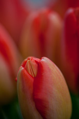 details of a tulip blooming in yellow and red