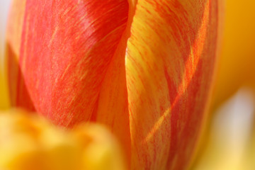 details of a tulip blooming in yellow and red