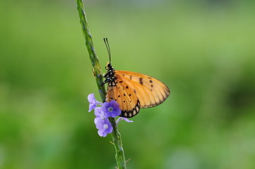 Yellow Butterfly