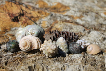 shells and pine cone