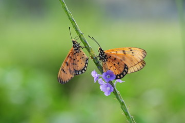 Yellow Butterfly