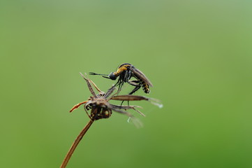fly on a leaf, oktofora