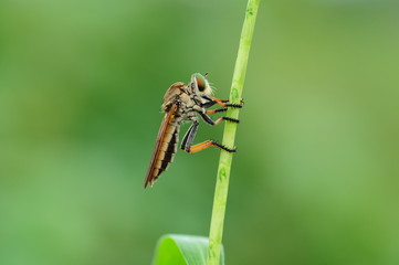 Robber fly