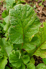 Radish Leaf 